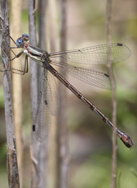 Southern Spreadwing
